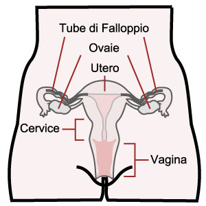 Schema della vagina vista frontale